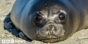 Bird flu kills more than 75% of baby seals on remote Australian island, study finds