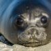 Bird flu kills more than 75% of baby seals on remote Australian island, study finds
