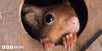 Stonham Aspal red squirrels mark ‘fabulous conservation effort’
