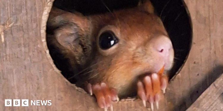 Stonham Aspal red squirrels mark ‘fabulous conservation effort’