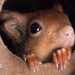 Stonham Aspal red squirrels mark ‘fabulous conservation effort’