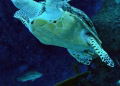 Turtle power: how China uses scientific research to try to bolster territorial claims – Radio Free Asia