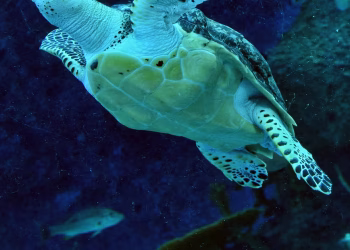 Turtle power: how China uses scientific research to try to bolster territorial claims – Radio Free Asia