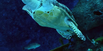 Turtle power: how China uses scientific research to try to bolster territorial claims – Radio Free Asia