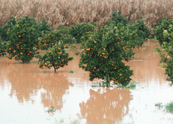 Alternative proteins: a strategic tool to adapt to climate change in Spain