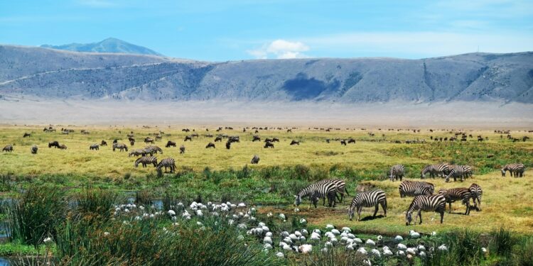 Field Notes From The Wild: Laura’s Authentic Tanzania Safari