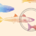 This startup built a fish-killing robot and chefs love the results