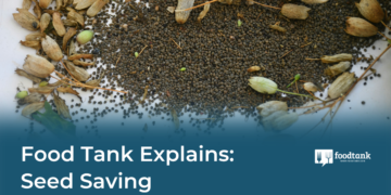 Food Tank Explains: Seed Saving – Food Tank
