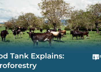 Food Tank Explains: Agroforestry – Food Tank
