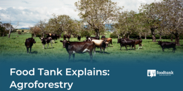Food Tank Explains: Agroforestry – Food Tank