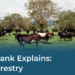 Food Tank Explains: Agroforestry – Food Tank