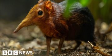 Hertfordshire Zoo celebrates birth of second pair of Sengi pups