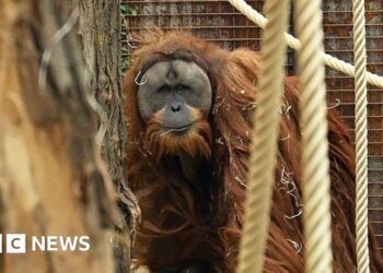 Four days of extreme rain killed 7% of world's rarest orangutans, study says