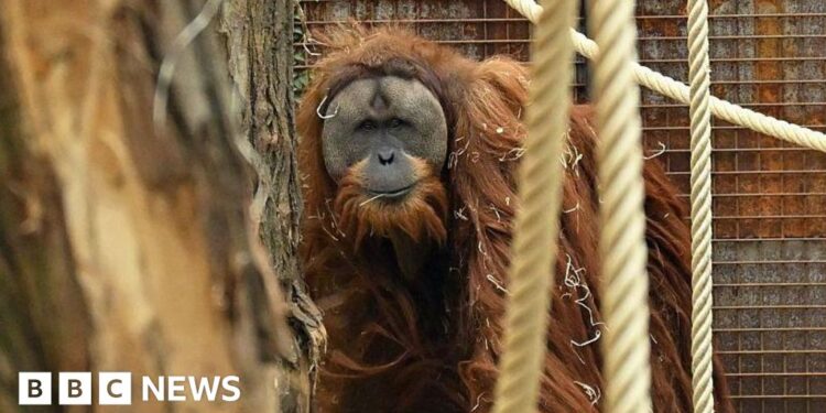Four days of extreme rain killed 7% of world's rarest orangutans, study says