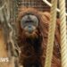 Four days of extreme rain killed 7% of world's rarest orangutans, study says