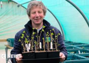 Revival project for endangered native trees