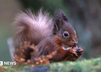 Red squirrel sickness reports in Tweeddale under investigation