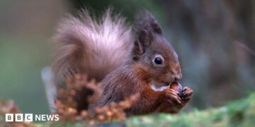 Red squirrel sickness reports in Tweeddale under investigation