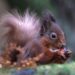 Red squirrel sickness reports in Tweeddale under investigation