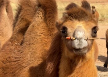 Camel milk is big money for rural china