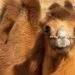 Camel milk is big money for rural china