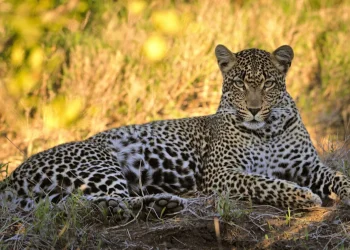 Why South Africa’s leopards shrank to half their normal size