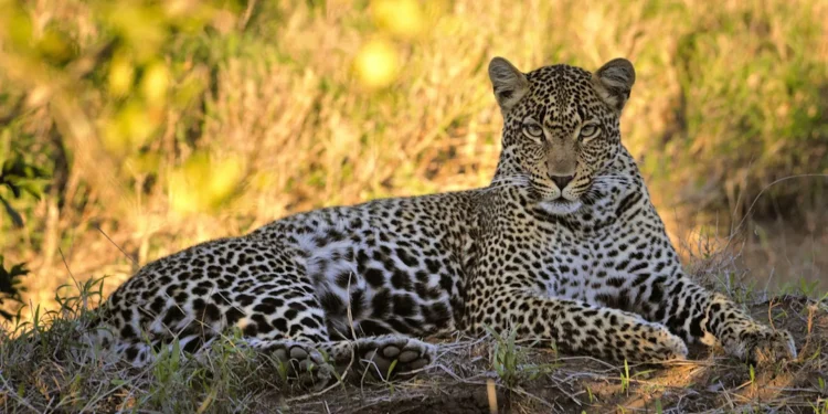 Why South Africa’s leopards shrank to half their normal size