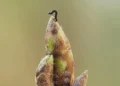 Oak trees are delaying spring to starve caterpillars