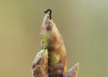 Oak trees are delaying spring to starve caterpillars