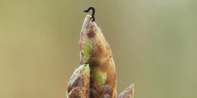 Oak trees are delaying spring to starve caterpillars