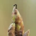 Oak trees are delaying spring to starve caterpillars