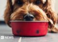Microplastics in over 75% of pet food, study finds