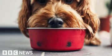 Microplastics in over 75% of pet food, study finds