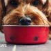 Microplastics in over 75% of pet food, study finds