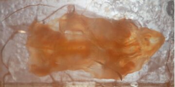 A technology changing how we see biological tissue