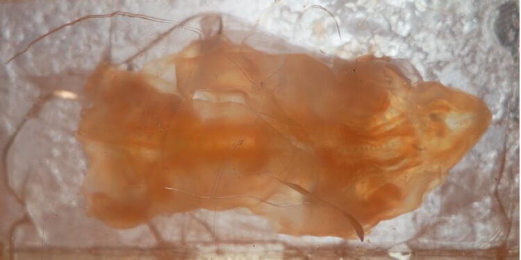 A technology changing how we see biological tissue