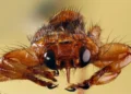 This blood-feeding fly sacrifices its sight after finding a host