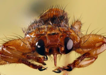 This blood-feeding fly sacrifices its sight after finding a host