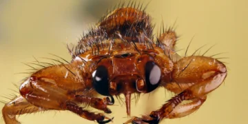 This blood-feeding fly sacrifices its sight after finding a host