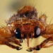 This blood-feeding fly sacrifices its sight after finding a host