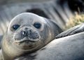 Australia reports bird flu has killed 13.000 elephant seal pups in Heard and McDonald islands — MercoPress