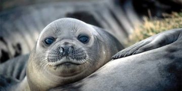 Australia reports bird flu has killed 13.000 elephant seal pups in Heard and McDonald islands — MercoPress