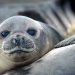 Australia reports bird flu has killed 13.000 elephant seal pups in Heard and McDonald islands — MercoPress