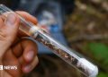 ‘Lost’ ant species reintroduced in Shropshire conservation project