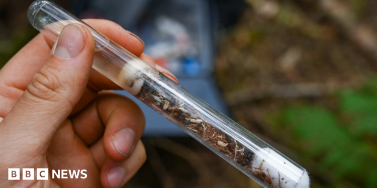 ‘Lost’ ant species reintroduced in Shropshire conservation project