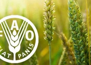 FAO food commodity prices in May showed increases in cereals, sugar and beef — MercoPress