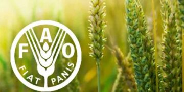 FAO food commodity prices in May showed increases in cereals, sugar and beef — MercoPress