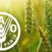 FAO food commodity prices in May showed increases in cereals, sugar and beef — MercoPress