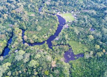 Norway and FAO scale up forest monitoring for climate action