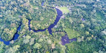 Norway and FAO scale up forest monitoring for climate action